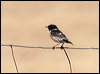european_stonechat_53183