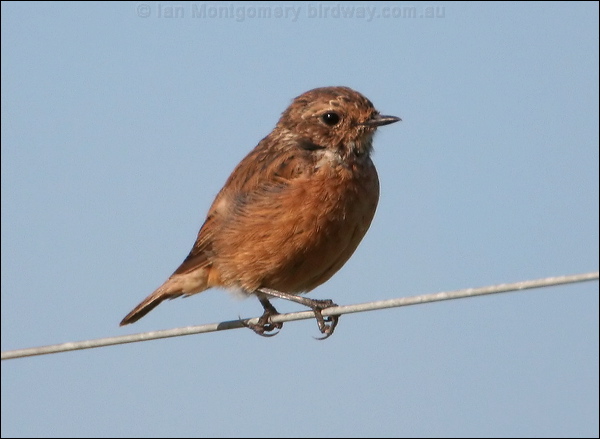 European Stonechat european_stonechat_19896.jpg