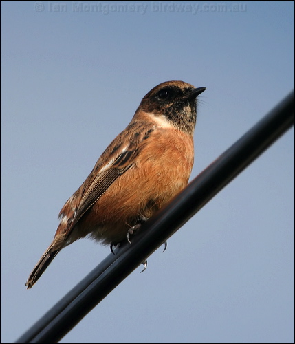European Stonechat european_stonechat_20069.jpg