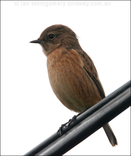 European Stonechat european_stonechat_20103.jpg