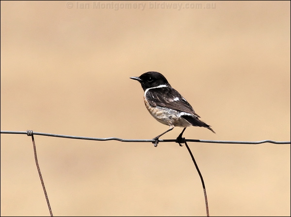 European Stonechat european_stonechat_53183.jpg