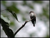 Click here to enter gallery and see photos/pictures/images of Dark-sided Flycatcher