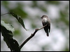 darkside_flycatcher_6537