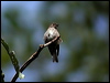 darkside_flycatcher_6540