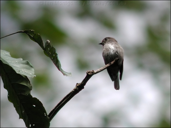 Dark-sided Flycatcher darkside_flycatcher_6537.jpg