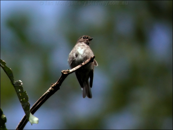 Dark-sided Flycatcher darkside_flycatcher_6540.jpg