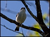 europied_flycatcher_142545