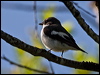 europied_flycatcher_142557
