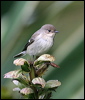 europied_flycatcher_20205