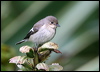 europied_flycatcher_20218
