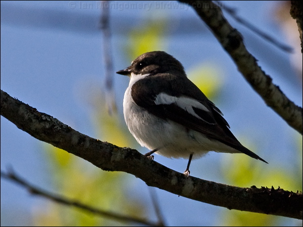 European Pied Flycatcher europied_flycatcher_142557.psd
