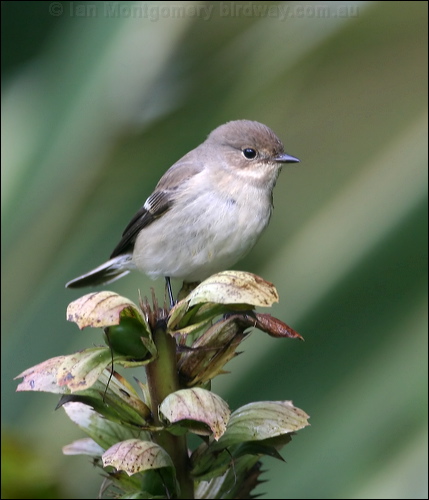 European Pied Flycatcher europied_flycatcher_20205.jpg