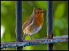 european_robin_140510