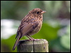 european_robin_169589