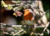 european_robin_19929