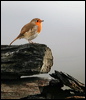 european_robin_20186