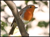 european_robin_20386