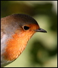 european_robin_20389