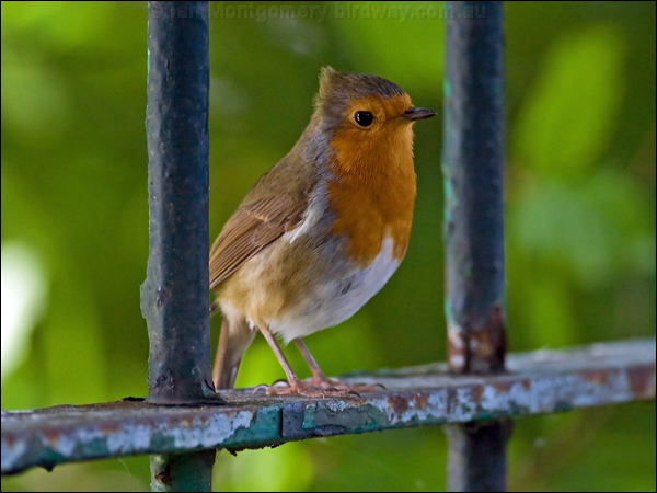 European Robin european_robin_140510.psd