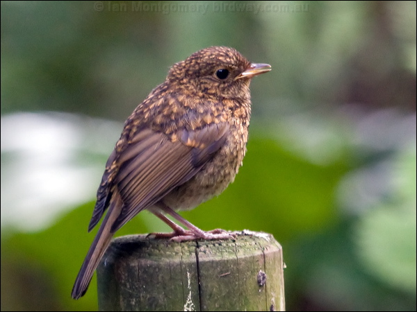 European Robin european_robin_169589.psd