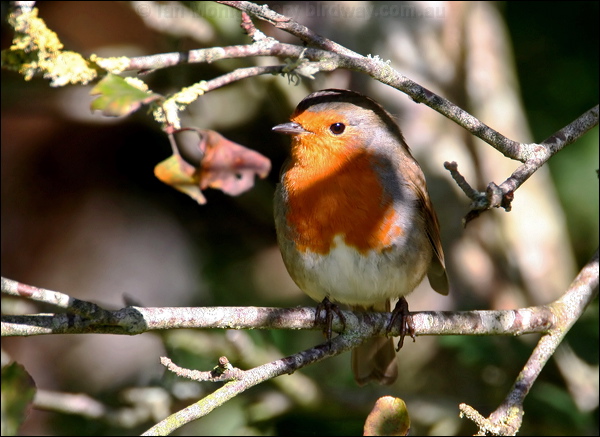 European Robin european_robin_19929.jpg