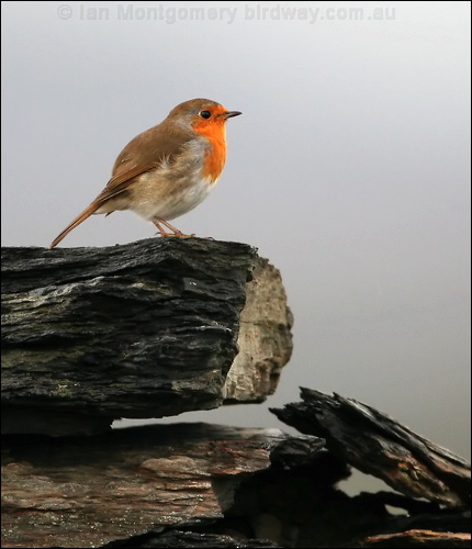 European Robin european_robin_20186.jpg