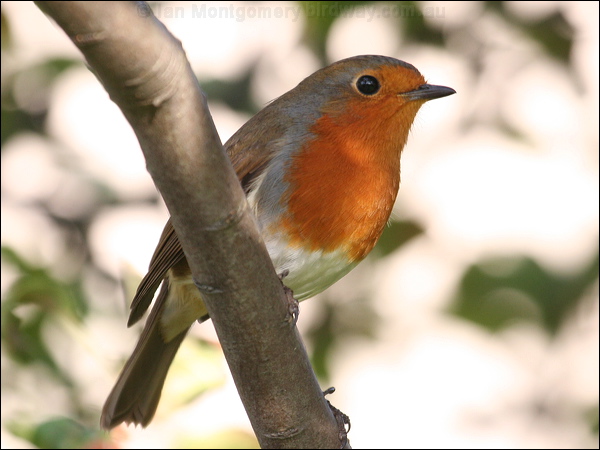 European Robin european_robin_20386.psd