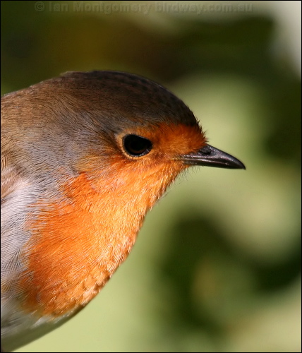 European Robin european_robin_20389.jpg