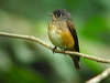 Click here to enter gallery and see photos of: European Robin; Bluethroat; Oriental Magpie-Robin; White-rumped Shama; Black, Blue-fronted Redstart; White-capped and Plumbeous Water-Redstarts; Slaty-backed Forktail; Whinchat; Common Stonechat; Grey Bushchat; Northern and Isabelline Wheatear; Blue Rock-Thrush; Dark-sided, Ferruginous, European Pied, Rufous-gorgeted, Rufous-chested, Little Pied, Verditer and Malaysian Blue Flycatchers, Rufous-bellied Niltava. 