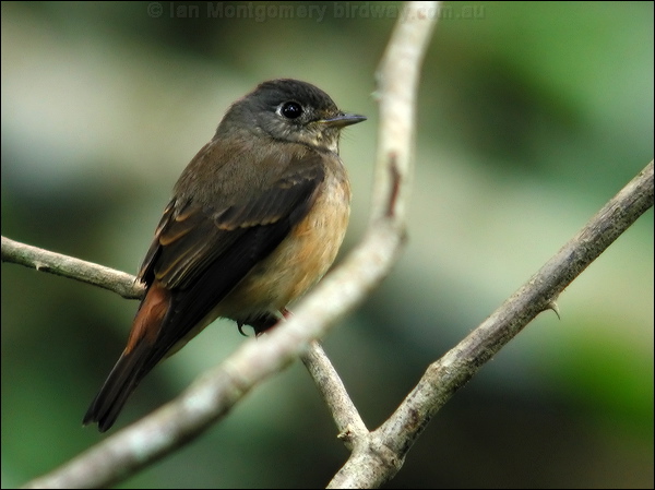 Ferruginous Flycatcher ferruginousflycatcher_6581.jpg