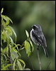 grey_bush_chat_17457