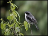 grey_bush_chat_17460