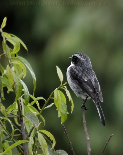 Grey Bush Chat grey_bush_chat_17457.jpg