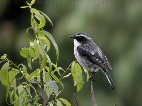 Grey Bush Chat grey_bush_chat_17460.jpg
