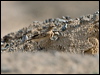 isabelline_wheatear_160277