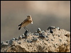 isabelline_wheatear_160282