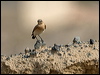 isabelline_wheatear_160292