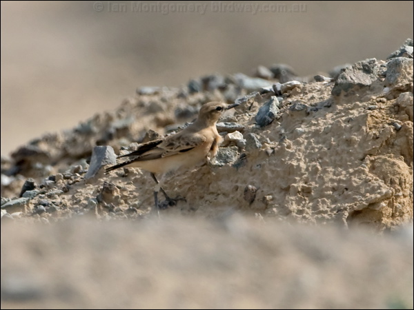 Isabelline Wheatear isabelline_wheatear_160277.psd
