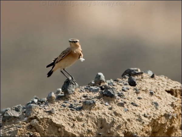 Isabelline Wheatear isabelline_wheatear_160282.psd