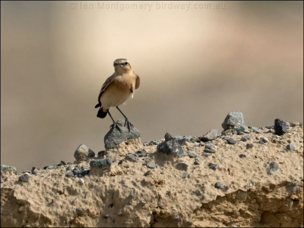 Isabelline Wheatear isabelline_wheatear_160292.psd