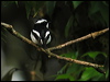 lit_pied_flycatcher_16970