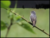 lit_pied_flycatcher_55502