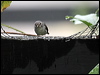 lit_pied_flycatcher_55509