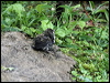 lit_pied_flycatcher_55510