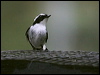 lit_pied_flycatcher_55531