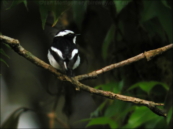 Little Pied Flycatcher lit_pied_flycatcher_16970.jpg