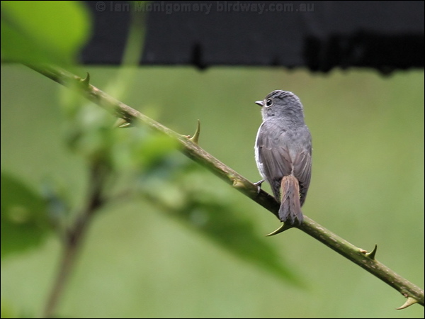 Little Pied Flycatcher lit_pied_flycatcher_55502.jpg
