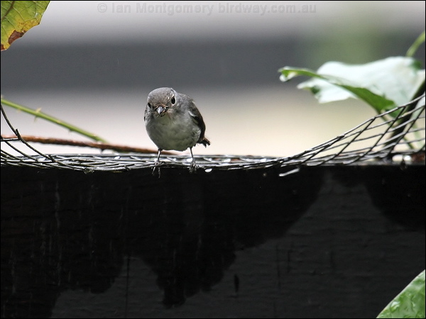 Little Pied Flycatcher lit_pied_flycatcher_55509.jpg