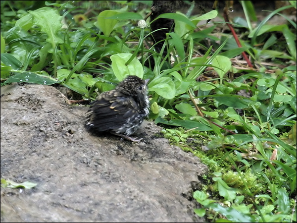 Little Pied Flycatcher lit_pied_flycatcher_55510.jpg