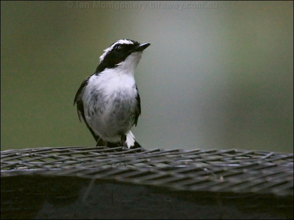 Little Pied Flycatcher lit_pied_flycatcher_55531.psd
